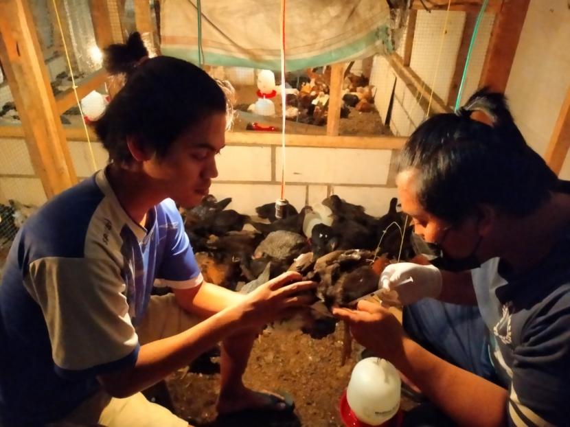 Program Pengembangan Usaha Produk Intelektual Kampus (PPUPIK) Peternakan Universitas Muhammadiyah Malang (UMM) mengembangkan produk jamu herbal guna  mewujudkan hasil ternak yang memuaskan. Produk ini telah disebarkan ke berbagai komunitas. 