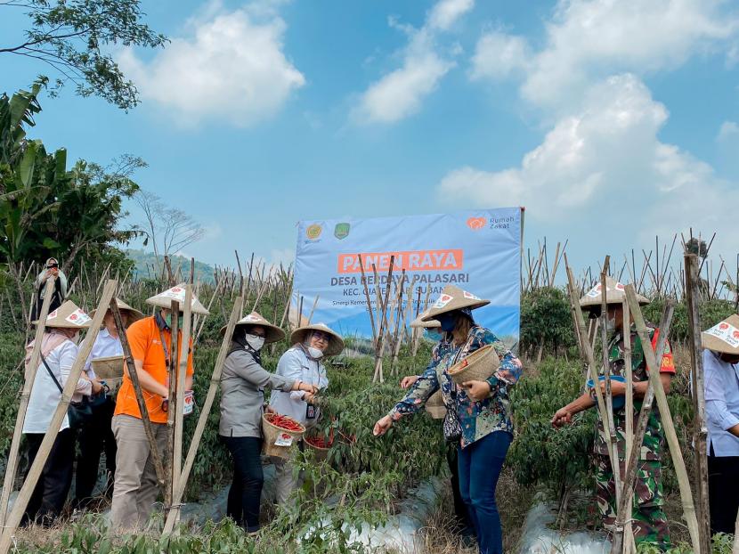 Program Tani Muda yang merupakaan binaan Rumah Zakat di Kec. Palasari Kab. Subang Jawa Barat melakukan panen cabai merah di atas lahan perkebunan seluas 60 hektar persegi.