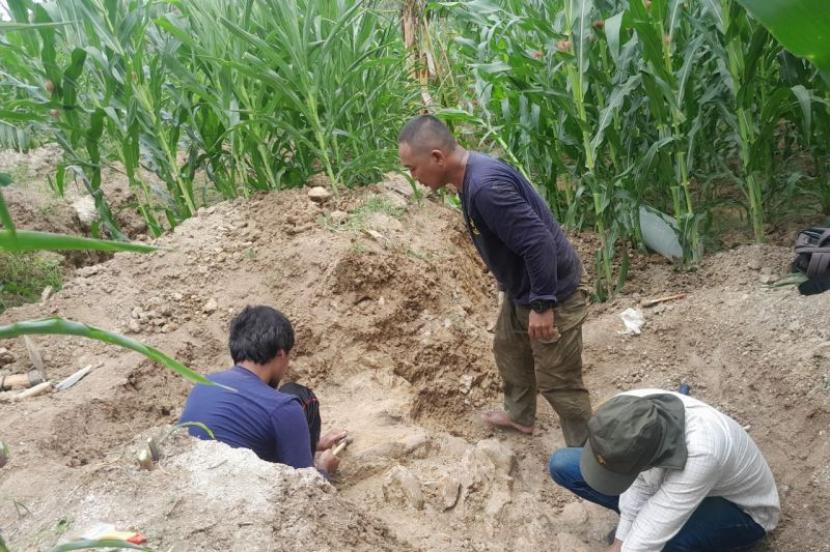 Proses ekskaasi fosil di Situs Patiayam Desa Terban, Kecamatan Jekulo, Kabupaten Kudus, Jawa Tengah, yang kondisinya hampir utuh.