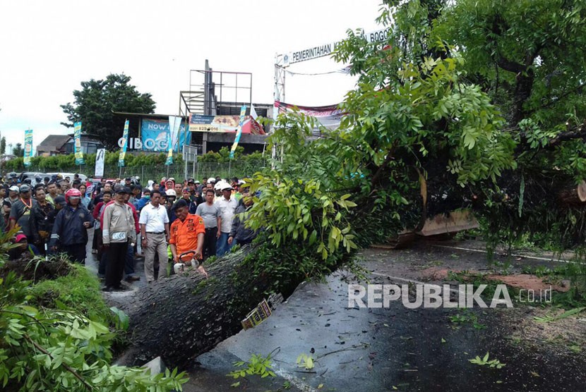 Proses evakuasi pohon yang tumbang di jalur Puncak, Megamendung, Bogor, oleh Polres Bogor, dinas terkait dan warga setempat, Kamis (30/11). Terjadi sekitar pukul 13.00, pohon yang tumbang menimpa satu kendaraan Toyota Avanza.