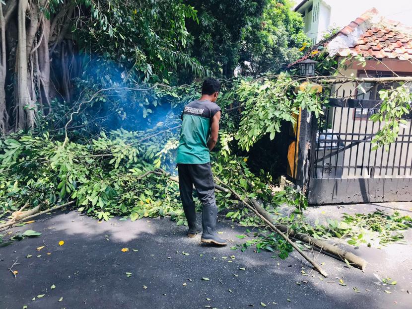 Proses pemeliharaan berupa pemangkasan pohon di Jalan Pengadilan, Kecamatan Bogor Tengah, Kota Bogor, Selasa (8/3).