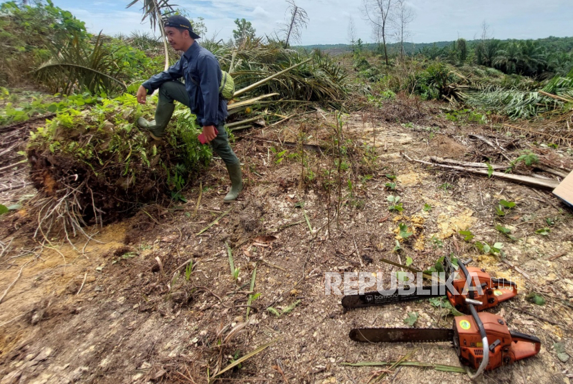 Proses penebangan tanaman sawit di TN Tesso Nilo sebagai upaya pemulihan. 