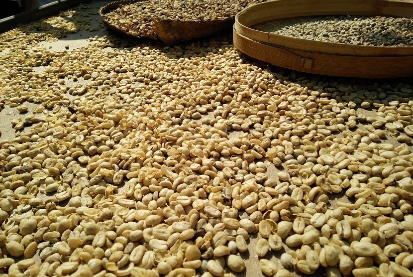Proses pengeringan biji kopi Luwak di Bali Pulina