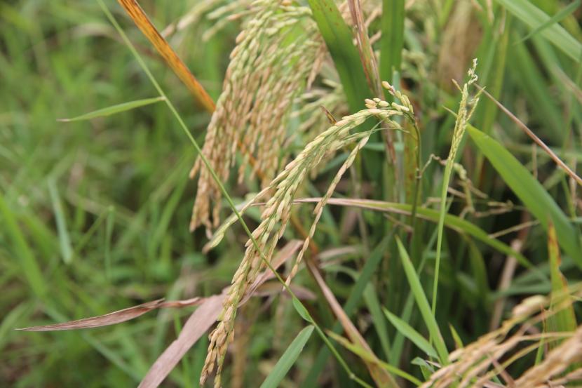 Provinsi Jawa Tengah diprediksi menjadi penyumbang padi dan jagung terbanyak pada panen raya 2020 ini. Prediksi tersebut mulai terlihat dalam panen raya bulan Maret dan April ini dengan melakukan panen dua kali. Posisi ini sekaligus menjadi puncak panen yang akan menambah jumlah stok pangan di tengah merebaknya wabah virus covid-19.