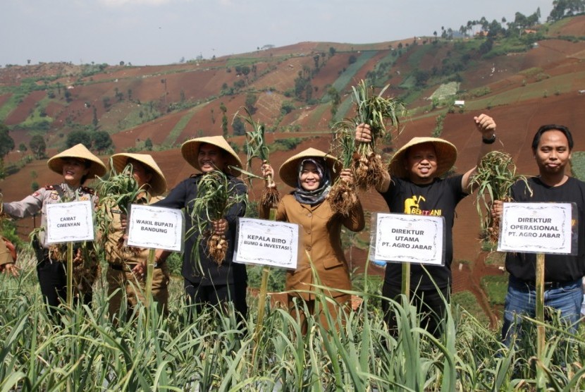 PT Agro Jabar gandeng 10 kelompok tani di Kabupaten Bandung dan Garut untuk melakukan penanaman bawang putih secara plasma. 