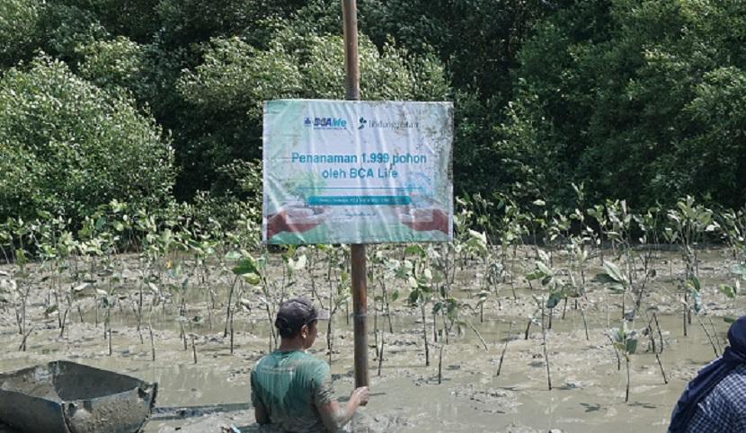 PT Asuransi Jiwa BCA (BCA Life) bekerja sama dengan Yayasan Lindungi Hutan melakukan penanaman 1.999 pohon mangrove di Pantai Mangunharjo, Kota Semarang, Jawa Tengah.