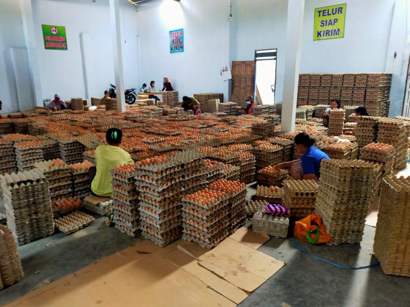  PT Berdikari ikut membantu peternak memasarkan telur ayam mereka untuk diserap pasar, sehingga dapat mengangkat harga telur di tingkat produsen/peternak. 