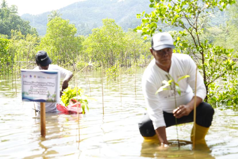 PT Bukit Asam Tbk (PTBA) Unit Pertambangan Ombilin melakukan penanaman 500 bibit mangrove di Pantai Taluak, Kecamatan Batang Kapas, Kabupaten Pesisir Selatan, Sumatera Barat 