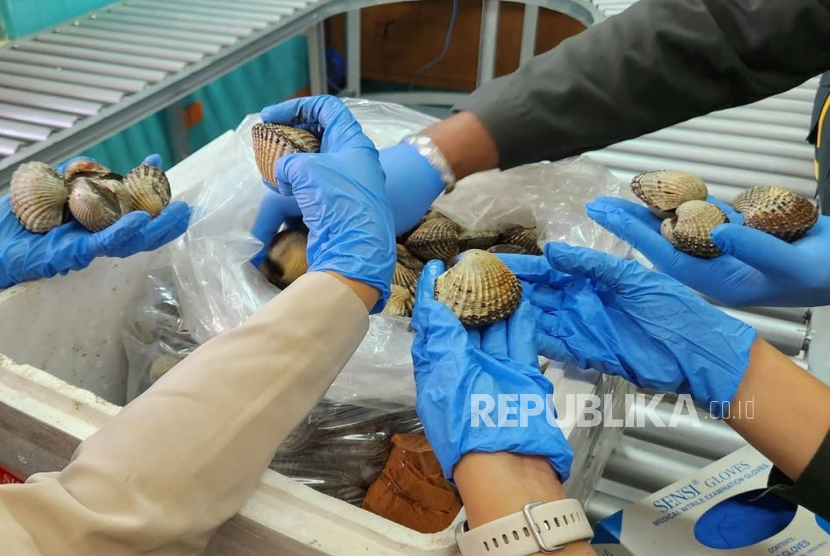 PT Indoseas Global Seafood mengekspor 419 kilogram live clam yang telah dikemas sesuai standar internasional.