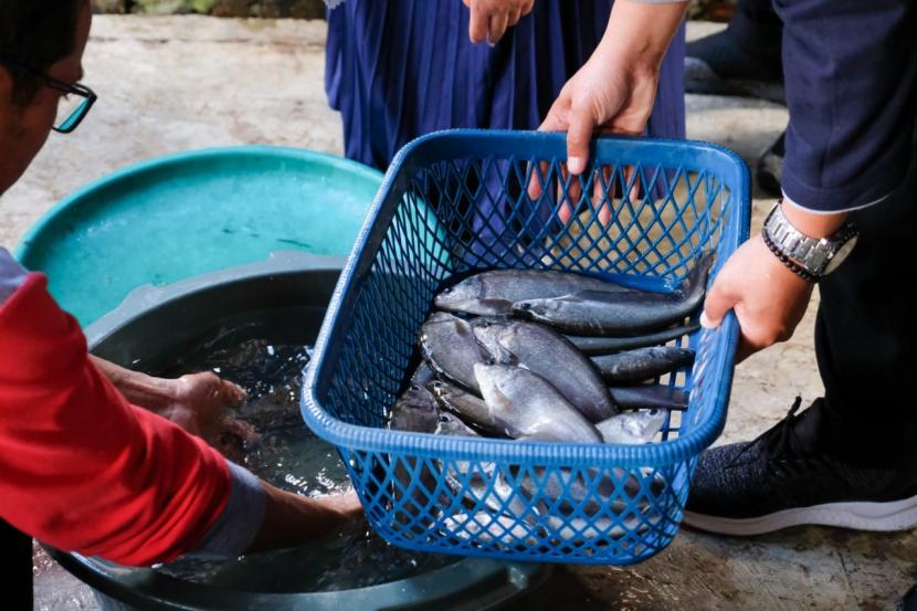 Ikan belida. Mayoritas ikan belida di Indonesia termasuk dalam spesies Chitala lopis. Namun, jenis lain yang sering ditemukan adalah Chitala borneensis dan Chitala hypselonotus.