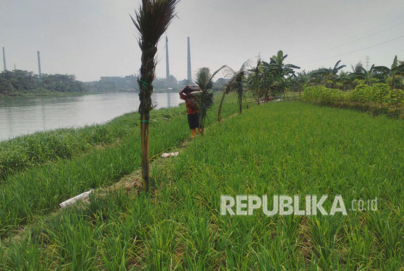 PT Lenzing South Pacific Viscose, menanam 400 pohon berbagai jenis, salah satunya kelapa hibrida, di sepanjang daerah aliran sungai (DAS) Citarum di Kecamatan Babakan Cikao, Purwakarta, Selasa (15/5).