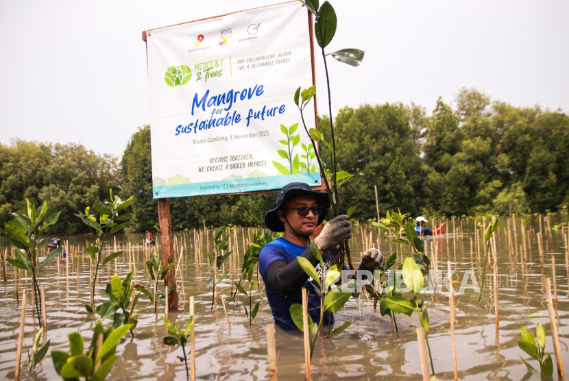 PT Medco Energi Internasional Tbk (MedcoEnergi) mencatat keberhasilan dalam upaya rehabilitasi lingkungan dengan menanam 5.000 pohon mangrove di kawasan Pantai Sederhana, Muara Gembong, Bekasi.