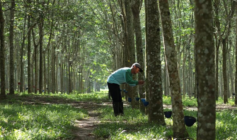 PT Perkebunan Nusantara IV, anak Perusahaan Holding Perkebunan Nusantara PTPN III (Persero), melakukan pengiriman perdana karet alam berkelanjutan yang telah melalui proses due diligence sesuai aturan bebas deforestasi Uni Eropa (European Union Deforestration Regulation/EUDR).