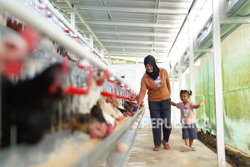PT Permodalan Nasional Madani (PNM) membagikan 240 ayam petelur kepada 40 warga penerima manfaat yang pengelolaannya dikoordinasikan oleh nasabah PNM Mekaar.
