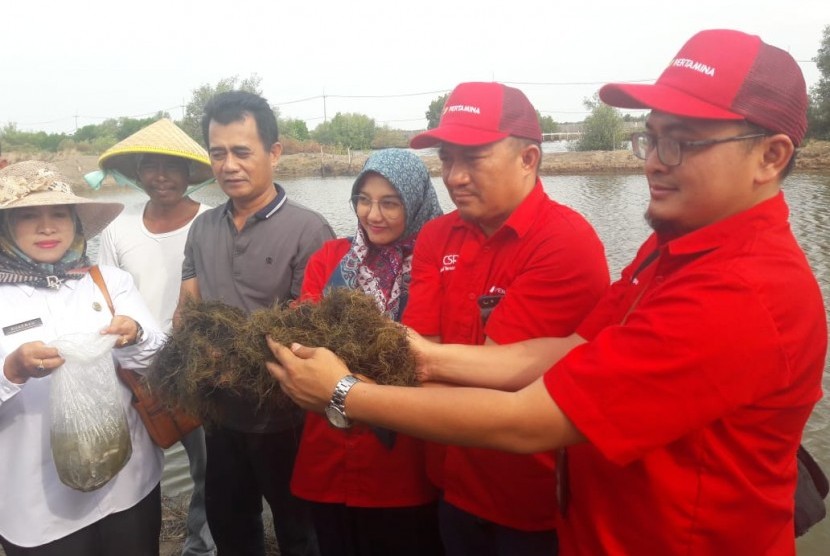 PT Pertamina MOR III melalui Integrated Terminal Balongan memberikan bantuan bibit rumput laut, ikan bandeng, mangrove dan cemara kepada warga di Blok Langgen, Desa Singaraja, Kecamatan/Kabupaten Indramayu, Rabu (11/12) sore. 
