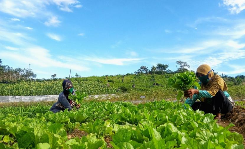 PT Royal Lestari Utama (RLU) terus mendorong petani karet sekitar kawasan hutan untuk bergabung dalam program pemberdayaan Community Partnership Program (CPP) yang dilakukan oleh perusahaan.