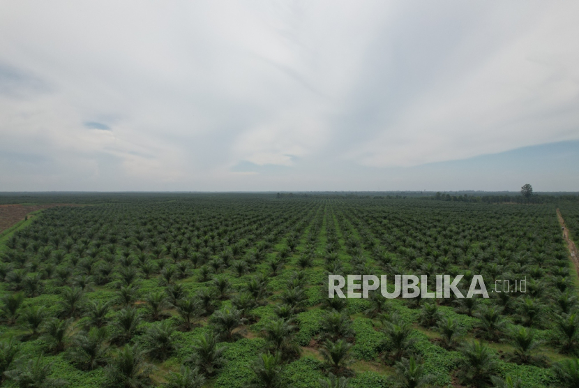 PTPN Group mencatatkan kinerja awal tahun menggembirakan dengan raihan laba bersih mencapai Rp 505 miliar.