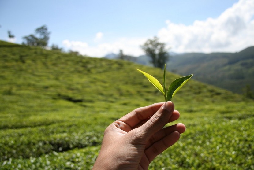 Pucuk daun teh sebagai bahan baku pembuatan produk miniman dalam kemasan (Ilustrasi)