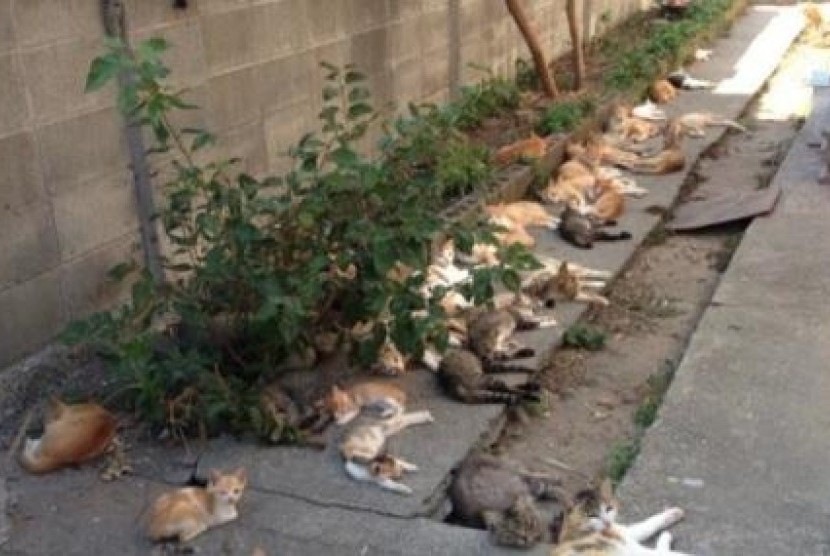 Pulau di Prefektur Ehime Jepang dipenuhi dengan kucing