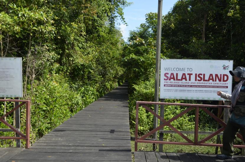  Pulau Salat menjadi lokasi konservasi orang utan yang dilakukan PT SSMS dan BOSF.