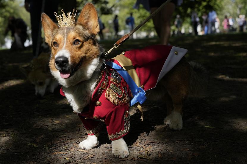 Puluhan anjing corgi itu mengenakan mahkota, tiara, dan pakaian kerajaan.  