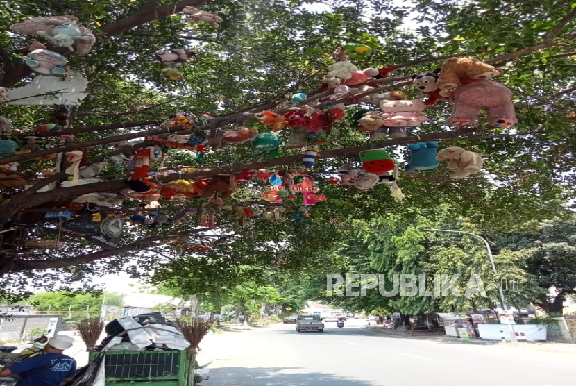 Puluhan boneka bergelantungan di sebuah pohon beringin besar di Kota Cirebon viral di media sosial, Kamis (7/11/2024). 