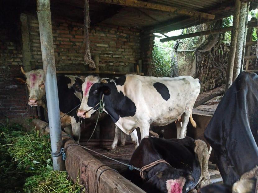 Puluhan sapi di Kota Batu suspect terjangkit Penyakit Mulut dan Kuku (PMK). Hal ini diungkapkan langsung oleh Dinas Pertanian dan Ketahanan Pangan Kota Batu, Rabu (11/5/2022).   
