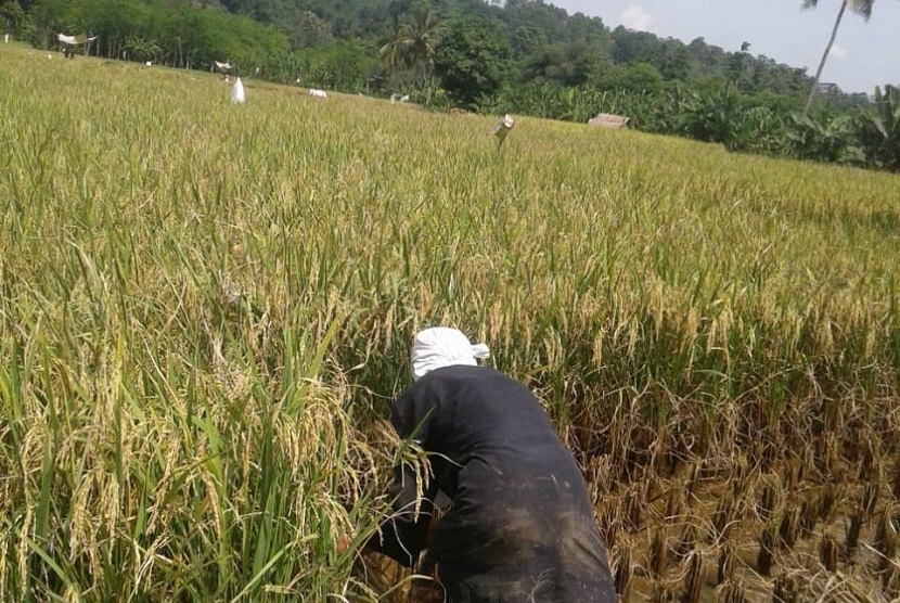 Provinsi Bali menjadi salah satu wilayah di Indonesia yang terpapar virus corona baru (Covid-19). Meski begitu, para petani padi di Bali tetap melakukan panen raya padi untuk bisa memenuhi kebutuhan pangan daerah.