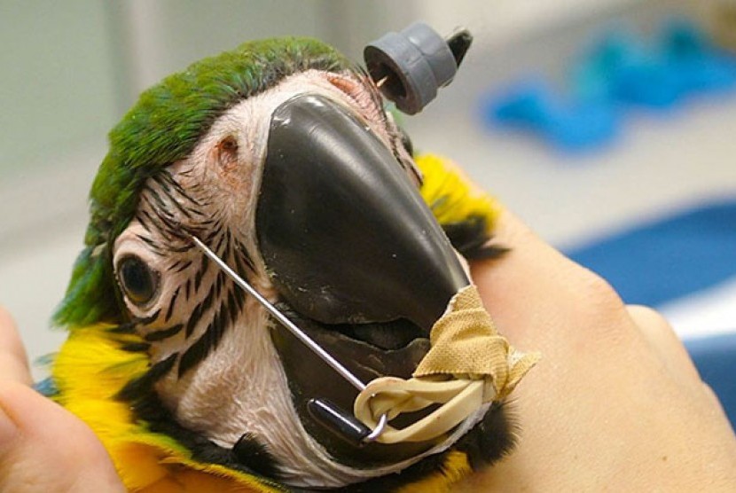 Pusat Pengobatan Hewan Fakultas Peternakan Universitas Queensland di Gatton memasang kawat gigi pada seekor burung macaw.