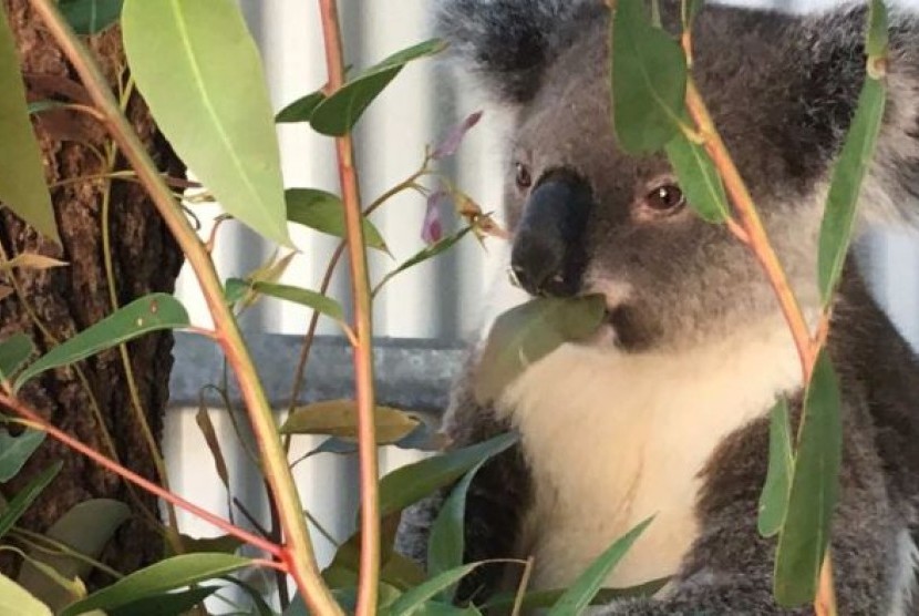 Koala termasuk hewan yang terancam di Australia.