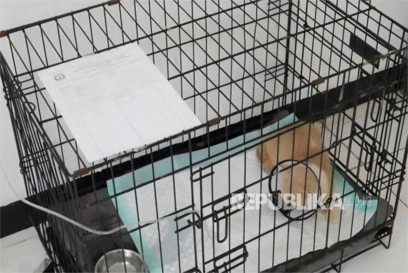 Puskesmas Hewan (Puskeswan) Ragunan di Jakarta Selatan merawat seekor kucing milik Uya Kuya.