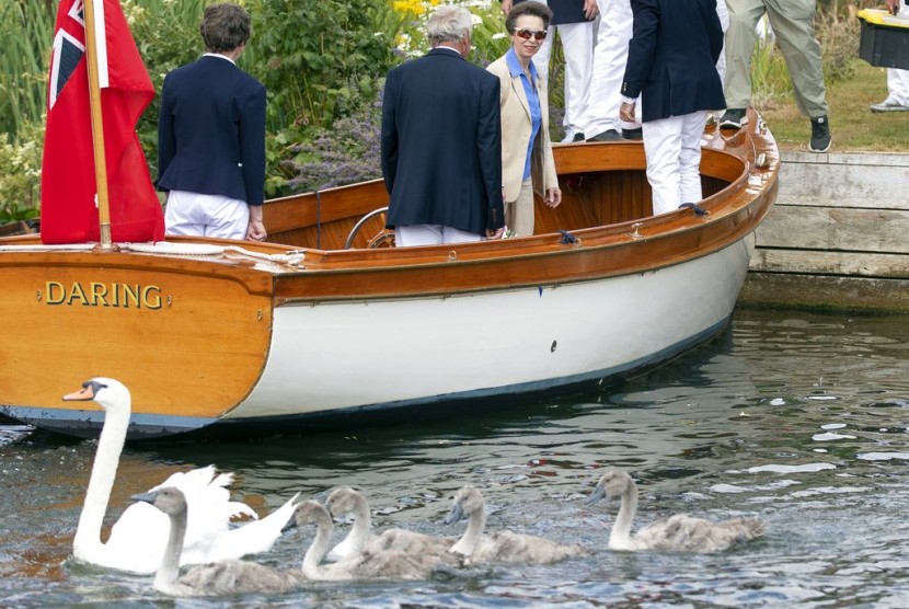 Putri Anne melihat angsa dan anak angsa saat tradisi 'swan upping' atau sensus populasi angsa di Sungai Thames, London, (17/7).