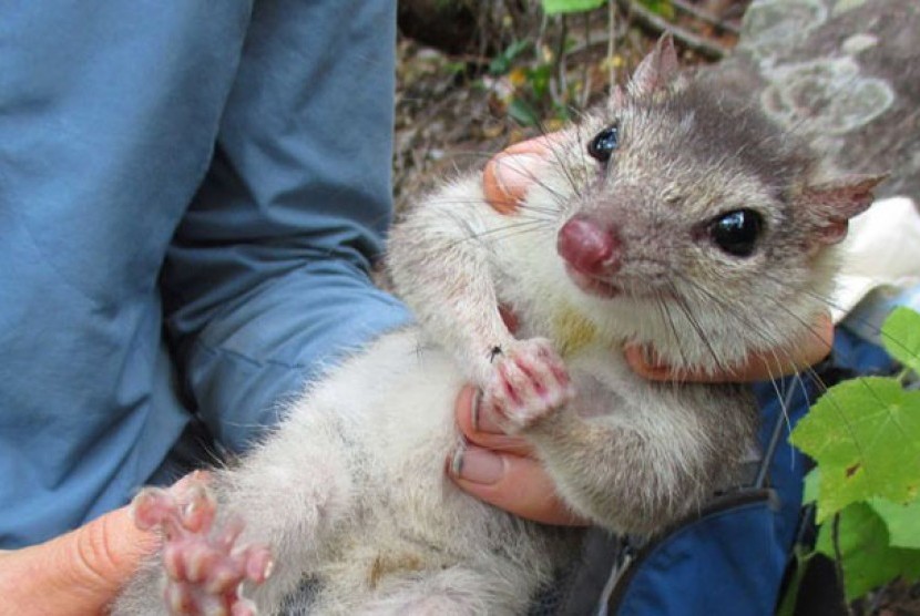 Quoll, hewan marsupial yang mulai terancam punah.