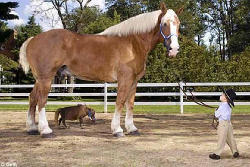 Radar, kuda paling besar di dunia