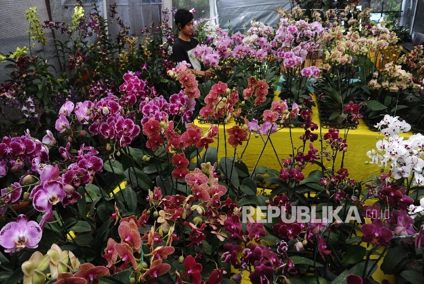 Ragam tanaman hias dijual pada pameran Flora dan Fauna Indonesia (Florina). ilustrasi (Republika/Tahta Aidilla)