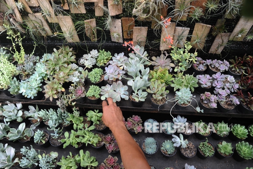 Ragam tanaman hias dijual pada pameran Flora dan Fauna Indonesia (Florina) 2016 Lap Banteng, Jakarta, Jumat (29/4).Republika/Tahta Aidilla