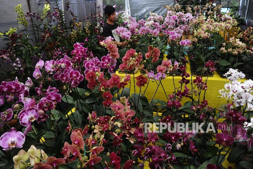 Ragam tanaman hias dijual pada pameran Flora dan Fauna. ilustrasi (Republika/Tahta Aidilla