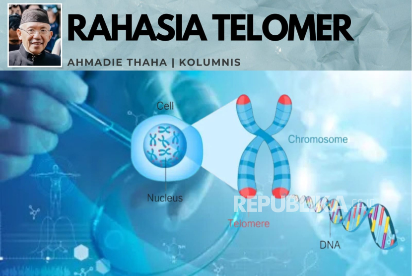Rahasia Telomer