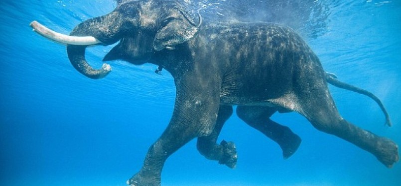 Rajan sedang berenang di perairan Kepulauan Havelock.