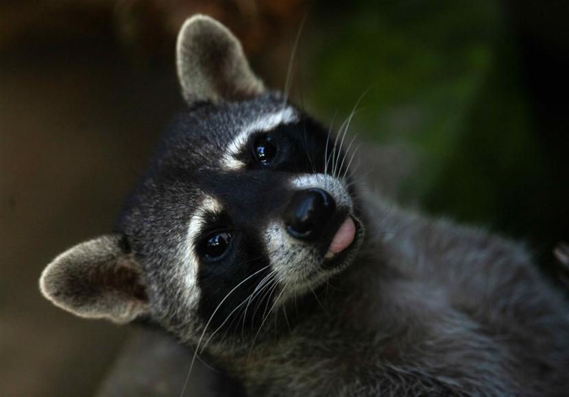 Rakun. Seekor rakun terpaksa disuntik mati setelah diciumi beberapa orang. Itu harus dilakukan agar tes rabies dapat dilakukan.