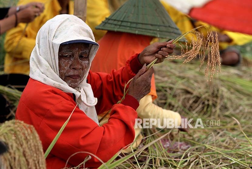 RANA: Wanita paruh baya ikut serta dalam prosesi panen raya (Katto Bokko).