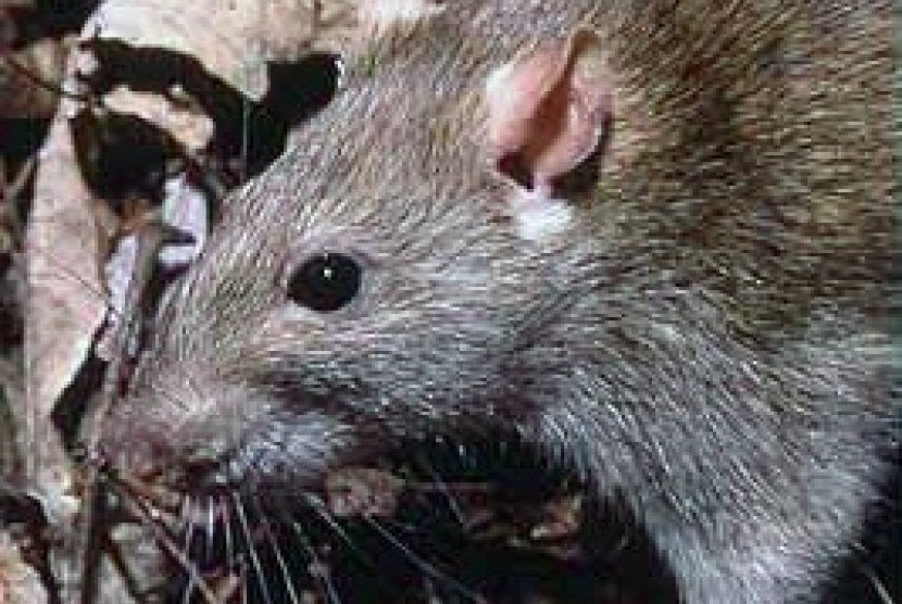 Rat (illustration)