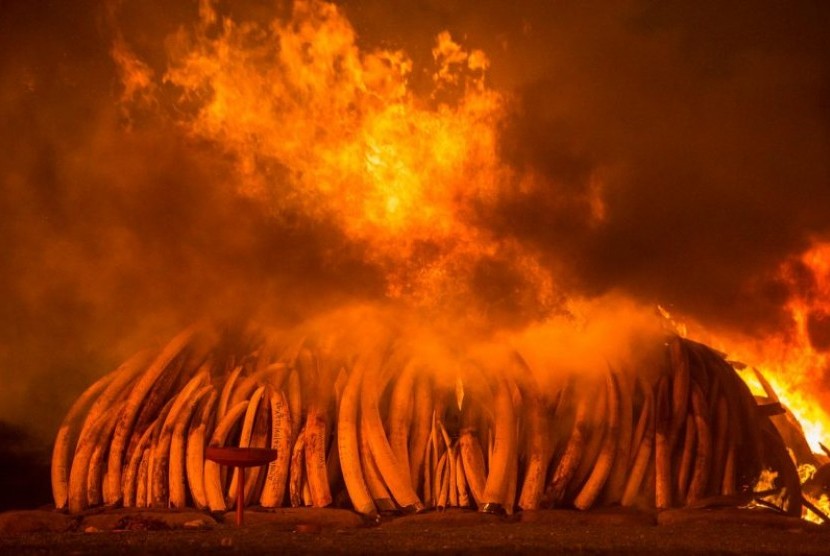 ratusan gading gajah dibakar di Kenya.