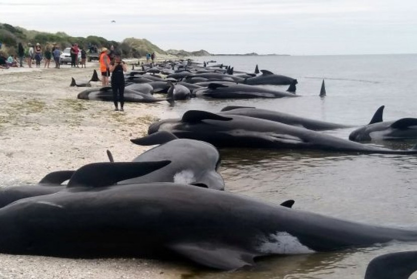 Ratusan ikan paus terdampar (ilustrasi)