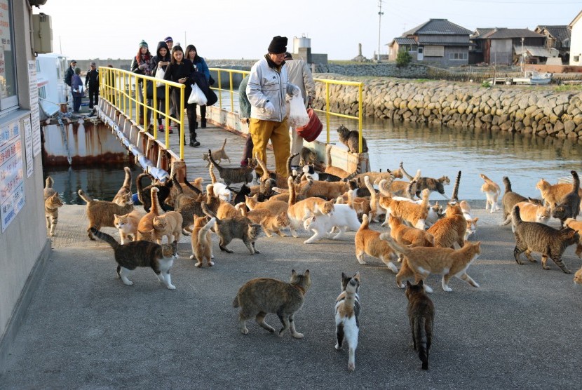 Ratusan kucing berkumpul di Pulau Aoshima di Prefektur Ehime. Pulau ini dikenal dengan sebutan Pulau Kucing Jepang.