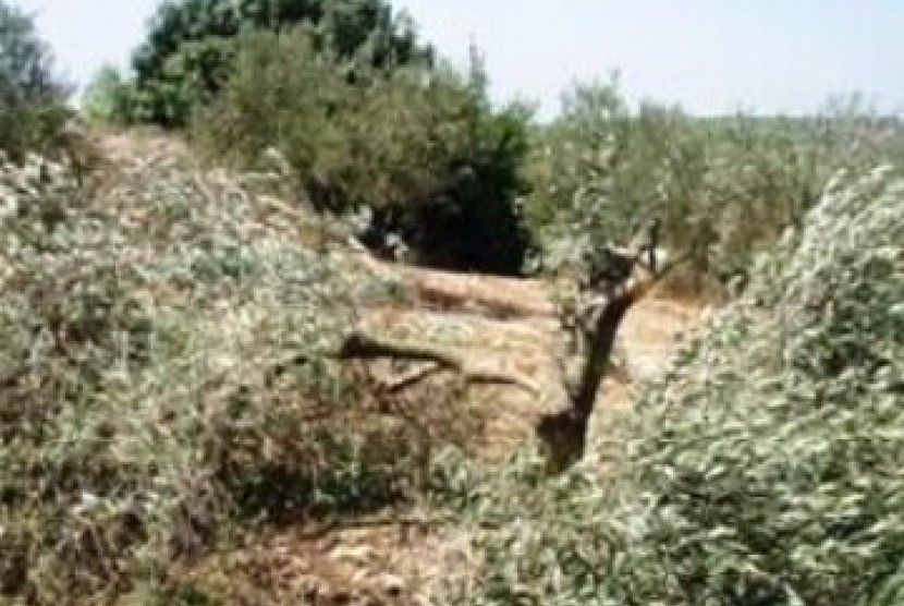 Ratusan pohon zaitun milik warga Palestian ditebang paksa oleh Israel untuk memperluas proyek permukiman Yahudi