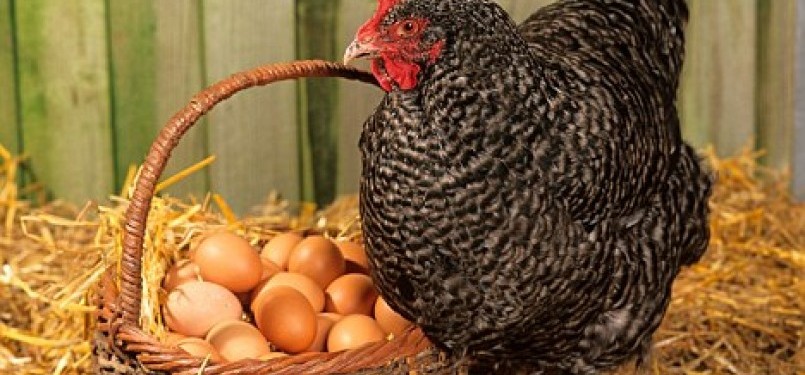 Ratusan ribu orang Inggris kini gemar memelihara ayam.