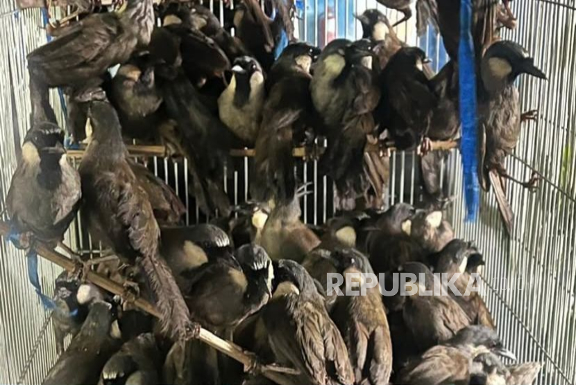 Ratusan unggas impor ilegal asal Thailand ditindak dan dimusnahkan oleh Bea Cukai Langsa. 