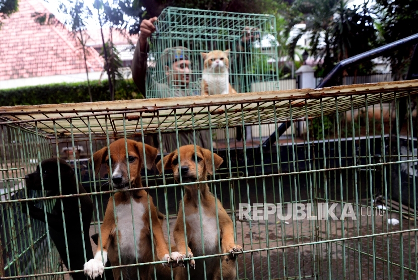 Anjing dan kucing di dalam keranjang yang disita ketika razia perdagangan hewan (Ilustrasi)