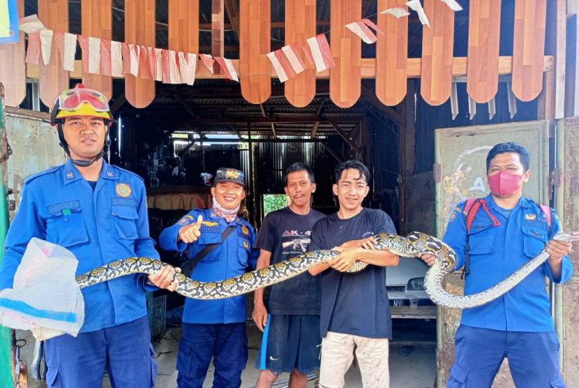 Dinas Damkar Kabupaten Bogor menangkap ular sanca sepanjang empat meter dari pemukiman warga di Citereup (ilustrasi).